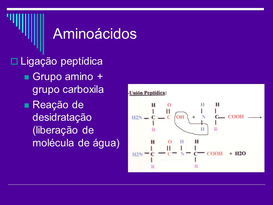 Aminoácidos Ligação peptídica Grupo amino + grupo carboxila