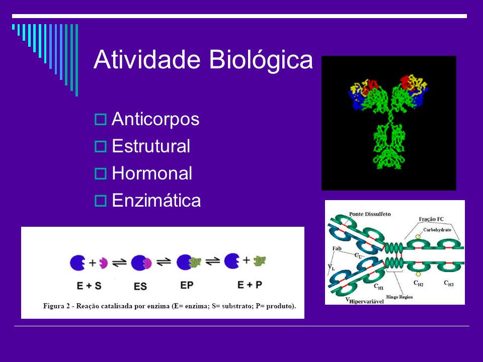 Atividade Biológica Anticorpos Estrutural Hormonal Enzimática