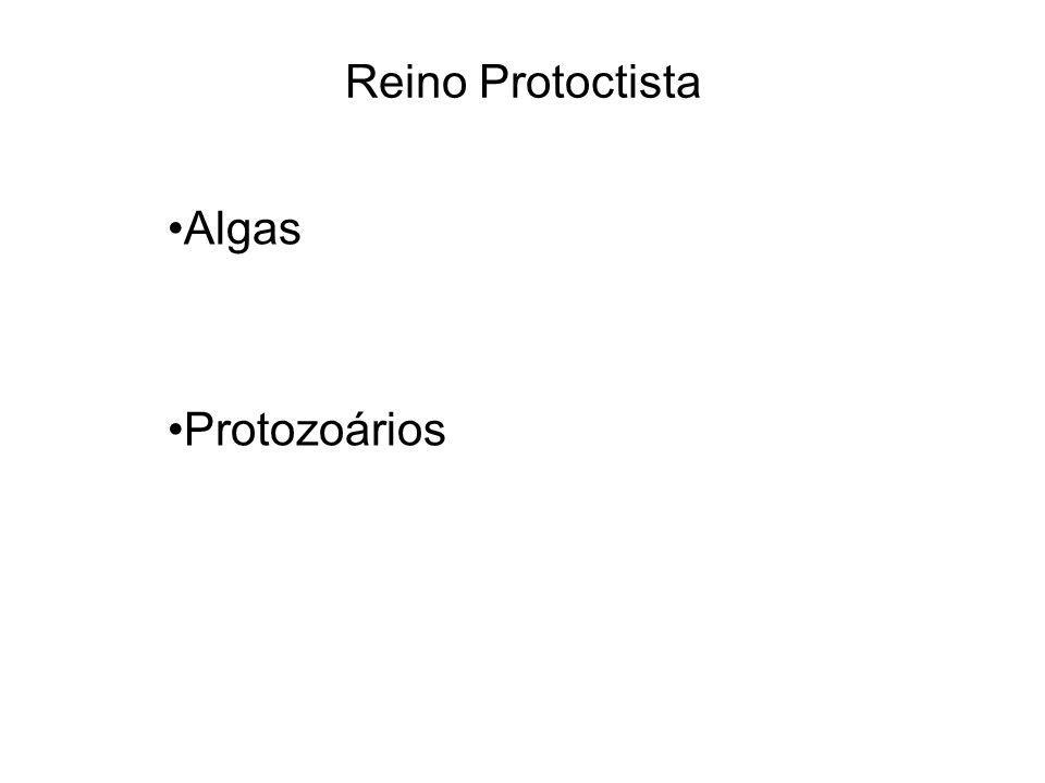 Reino Protoctista Algas Protozoários
