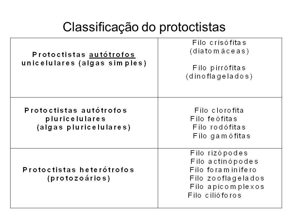 Classificação do protoctistas