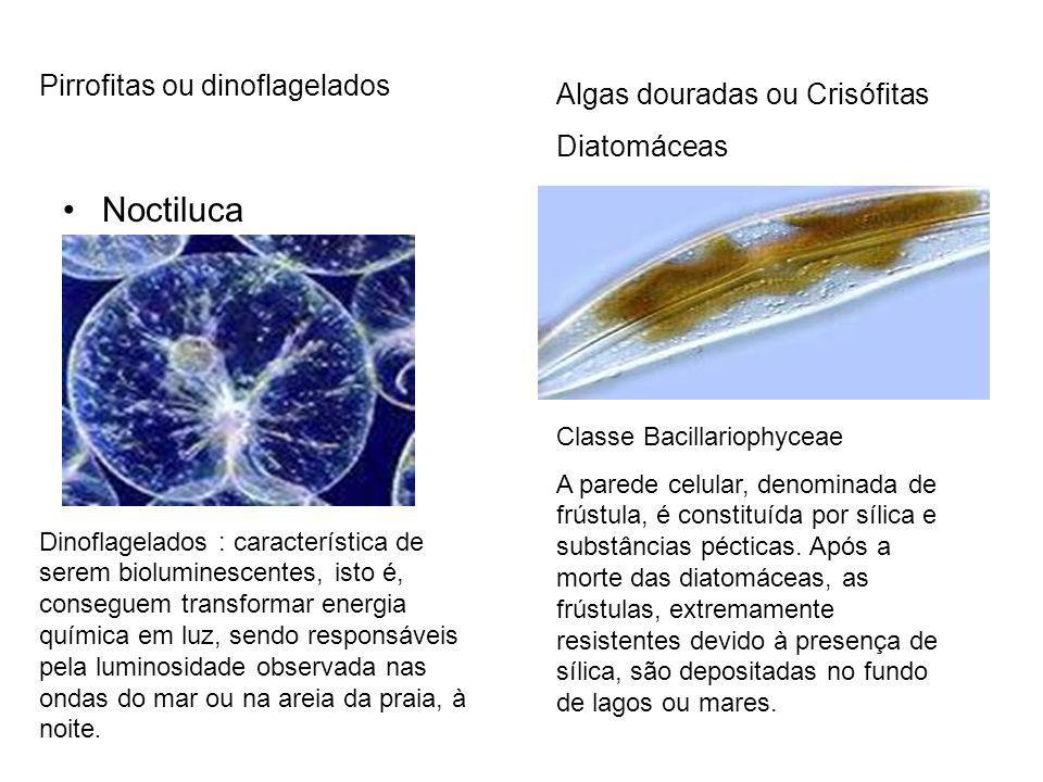 Noctiluca Pirrofitas ou dinoflagelados Algas douradas ou Crisófitas