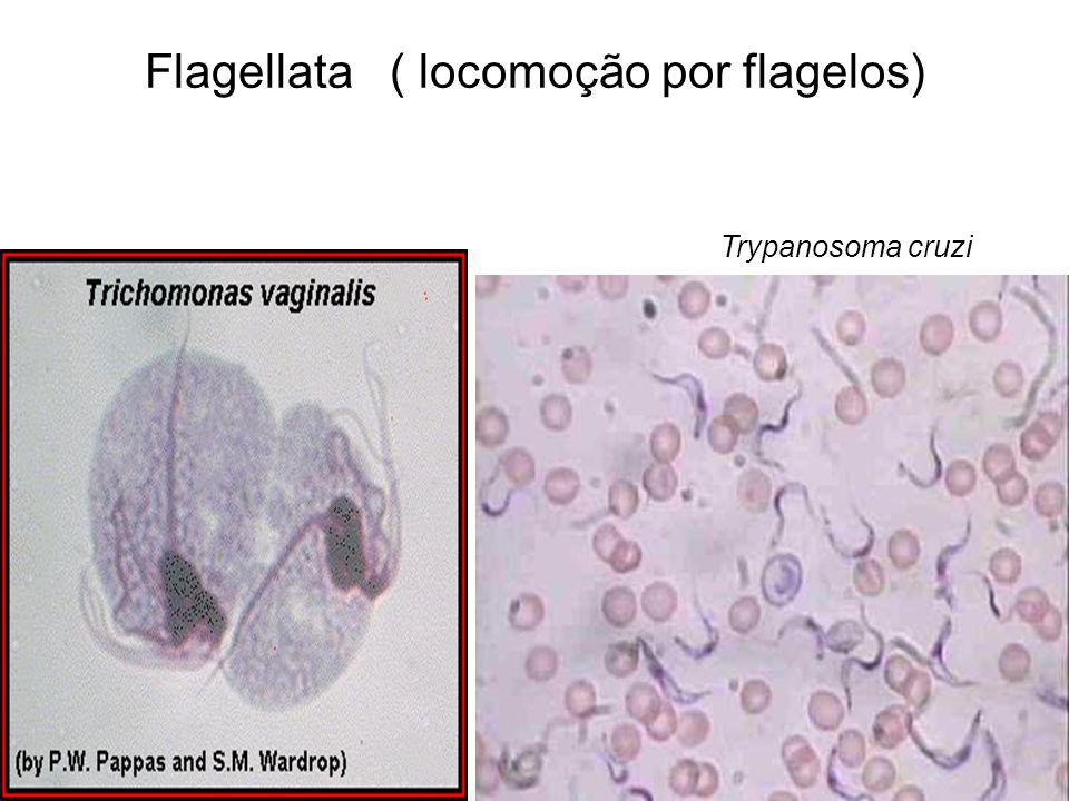 Flagellata ( locomoção por flagelos)