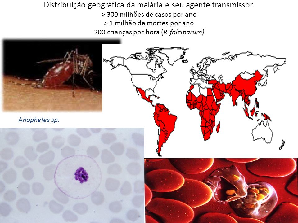 Distribuição geográfica da malária e seu agente transmissor