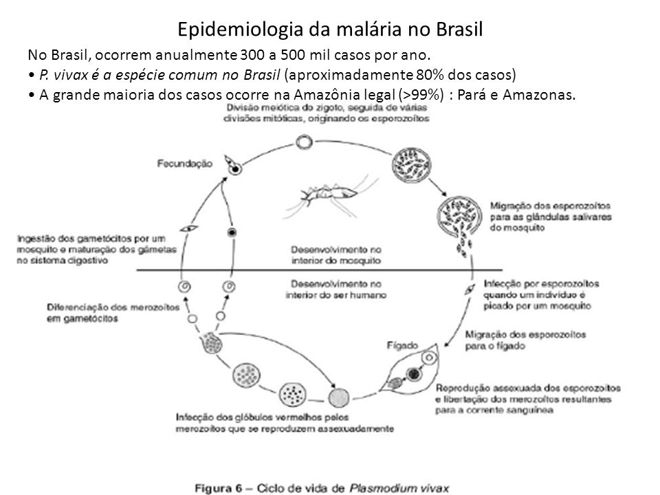 Epidemiologia da malária no Brasil