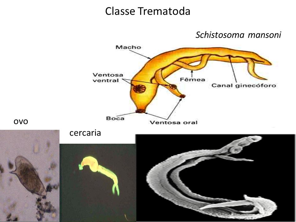 Classe Trematoda Schistosoma mansoni ovo cercaria
