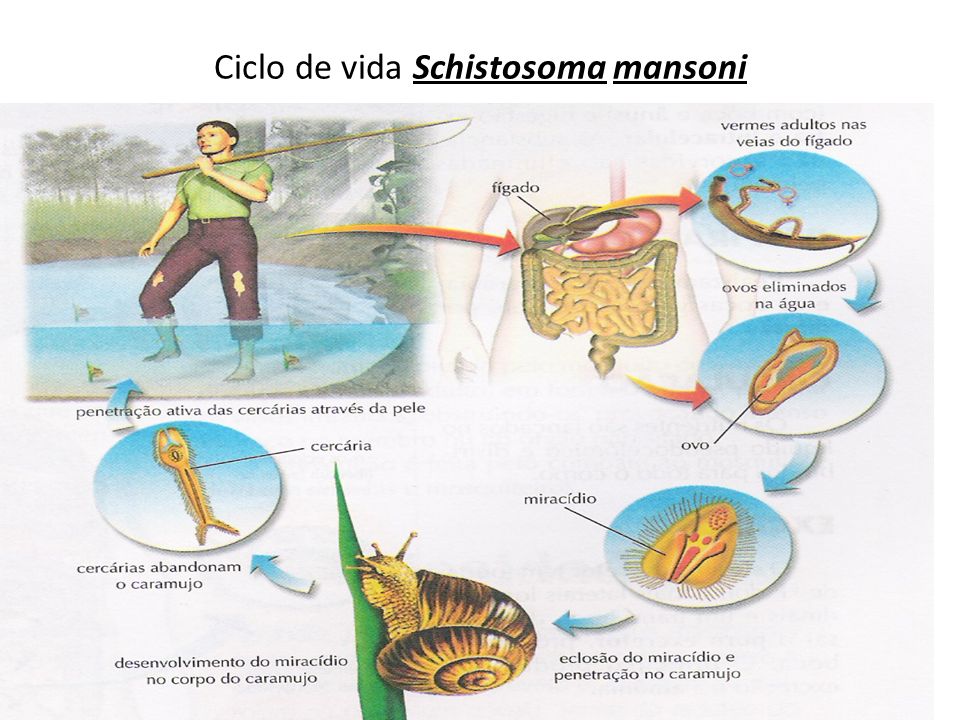 Ciclo de vida Schistosoma mansoni