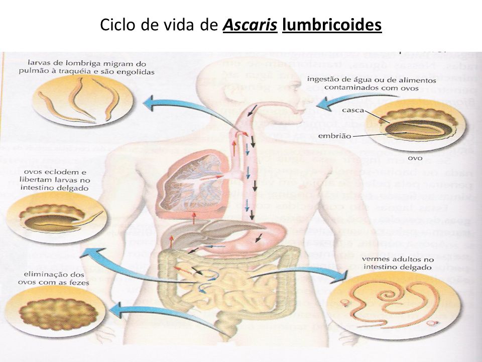 Ciclo de vida de Ascaris lumbricoides