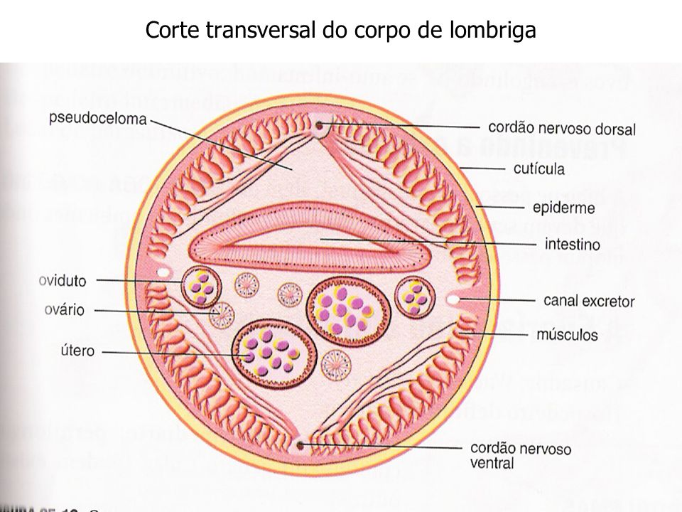 Corte transversal do corpo de lombriga