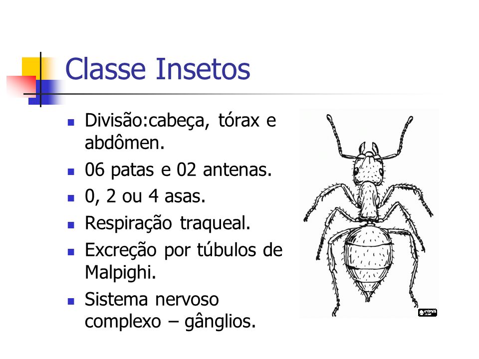 Classe Insetos Divisão:cabeça, tórax e abdômen. 06 patas e 02 antenas.