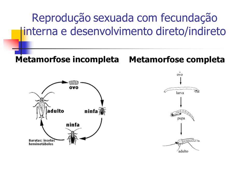 Reprodução sexuada com fecundação interna e desenvolvimento direto/indireto