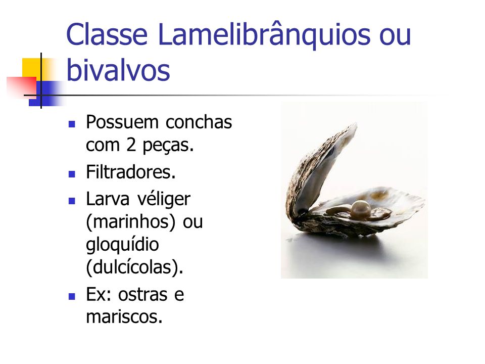 Classe Lamelibrânquios ou bivalvos