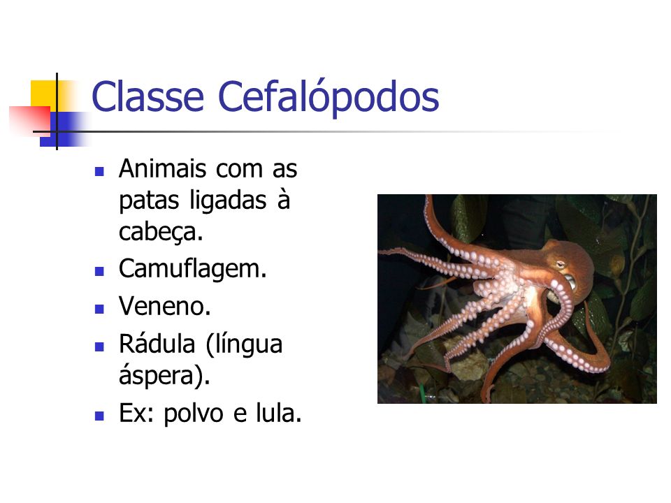 Classe Cefalópodos Animais com as patas ligadas à cabeça. Camuflagem.