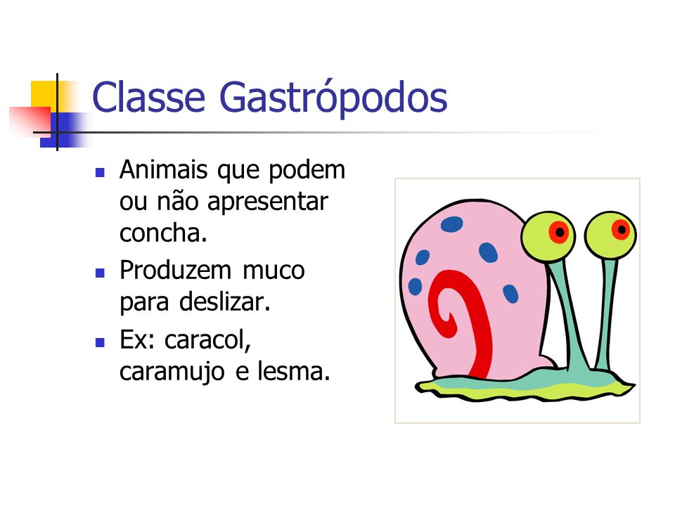 Classe Gastrópodos Animais que podem ou não apresentar concha.