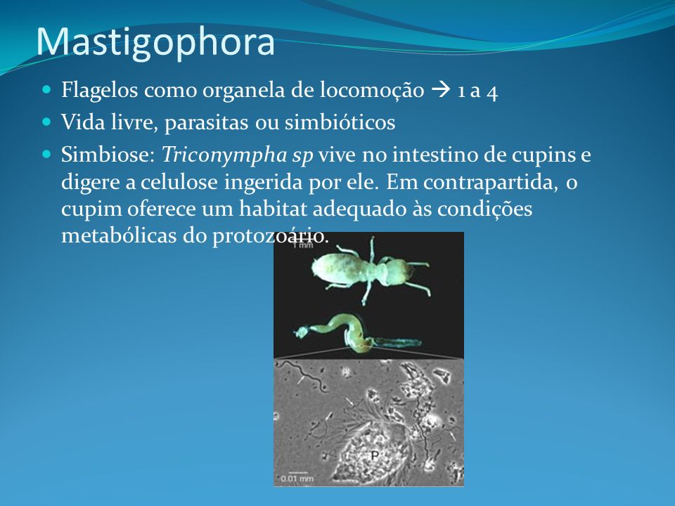 Mastigophora Flagelos como organela de locomoção  1 a 4