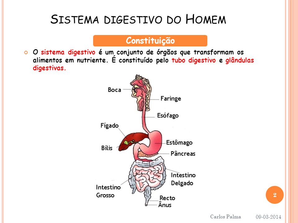 Sistema digestivo do Homem