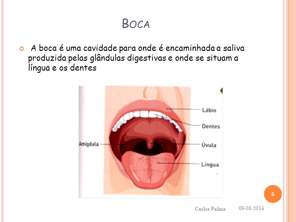 Boca A boca é uma cavidade para onde é encaminhada a saliva produzida pelas glândulas digestivas e onde se situam a língua e os dentes.
