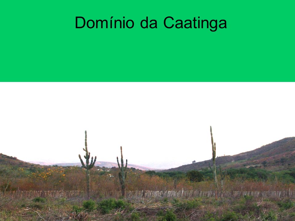 Domínio da Caatinga