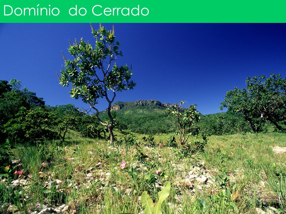 Domínio do Cerrado