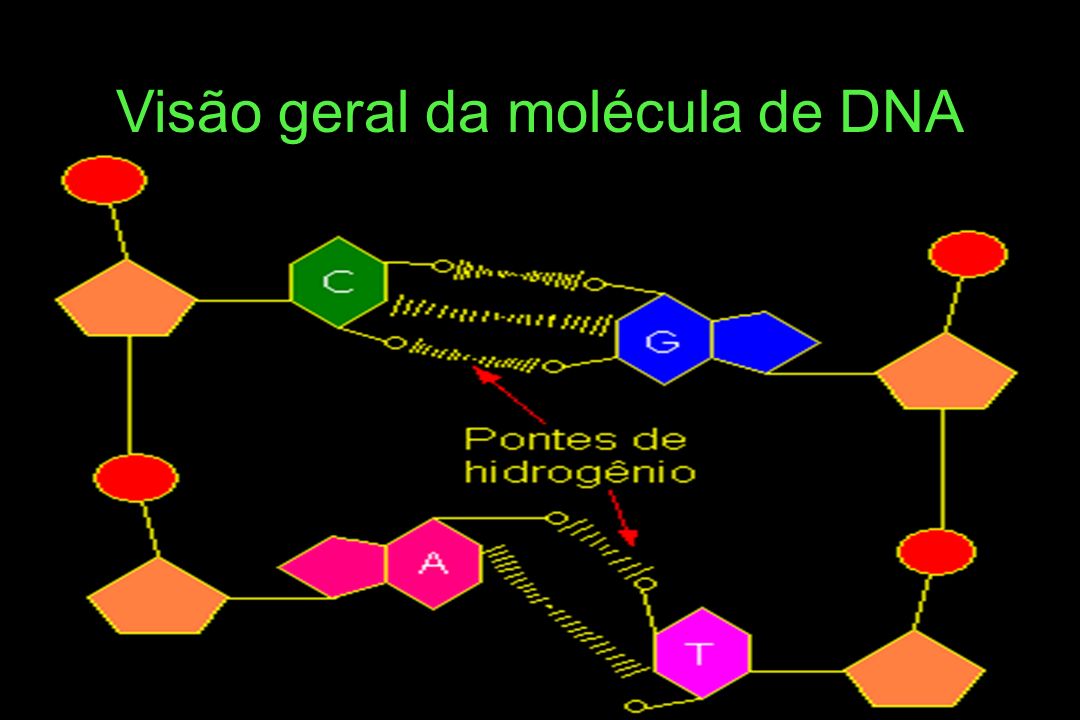 Visão geral da molécula de DNA