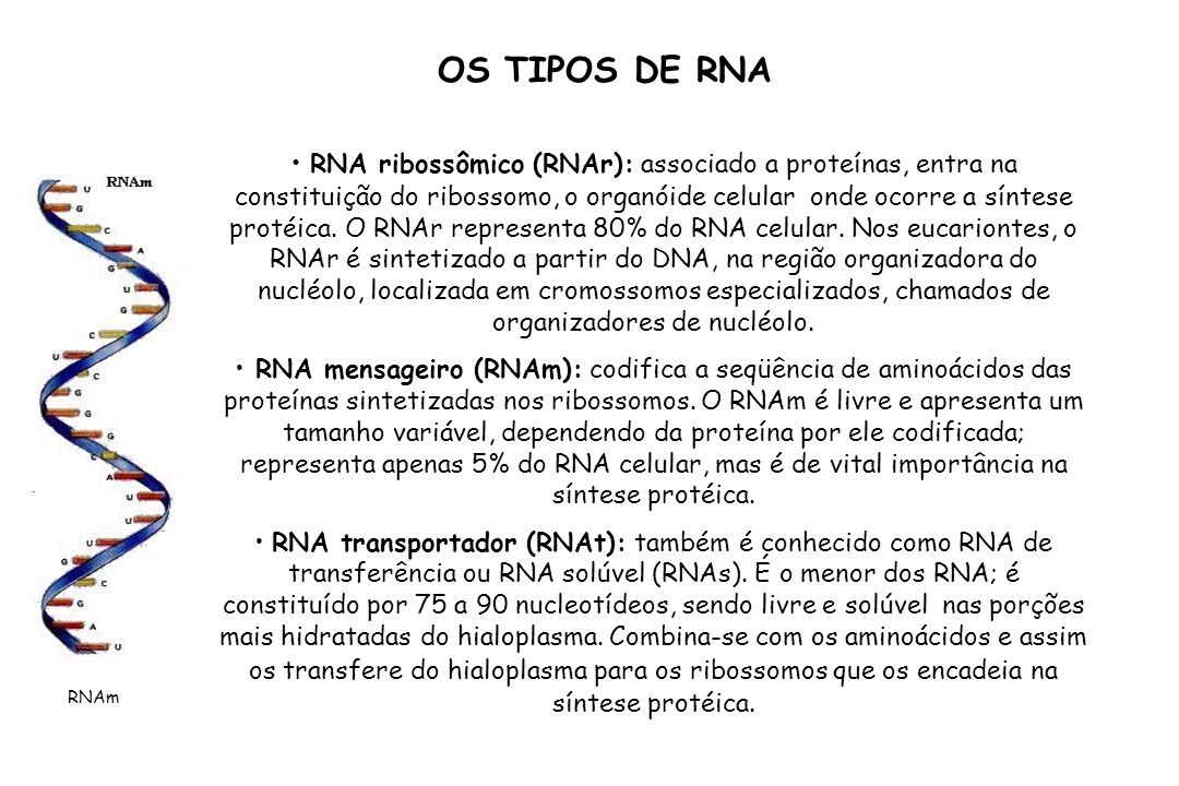 OS TIPOS DE RNA