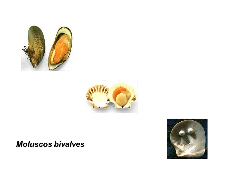 Moluscos bivalves