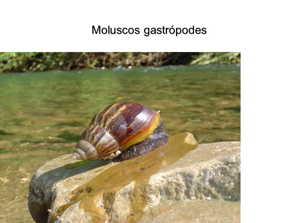 Moluscos gastrópodes