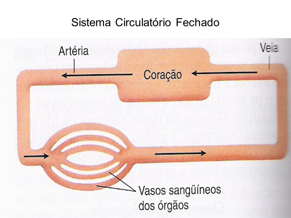 Sistema Circulatório Fechado