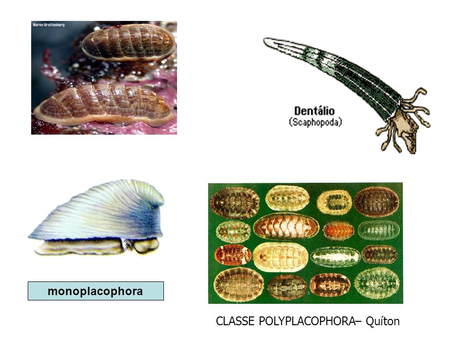 monoplacophora CLASSE POLYPLACOPHORA– Quíton