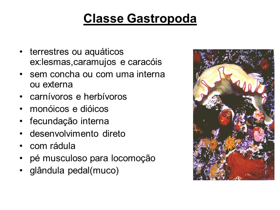 Classe Gastropoda terrestres ou aquáticos ex:lesmas,caramujos e caracóis. sem concha ou com uma interna ou externa.