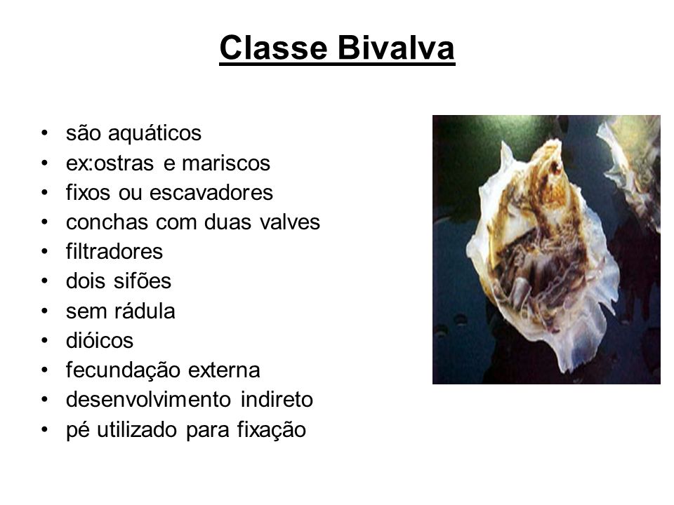 Classe Bivalva são aquáticos ex:ostras e mariscos fixos ou escavadores