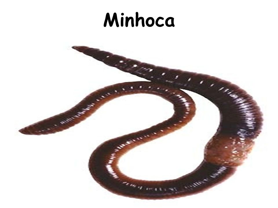 Minhoca