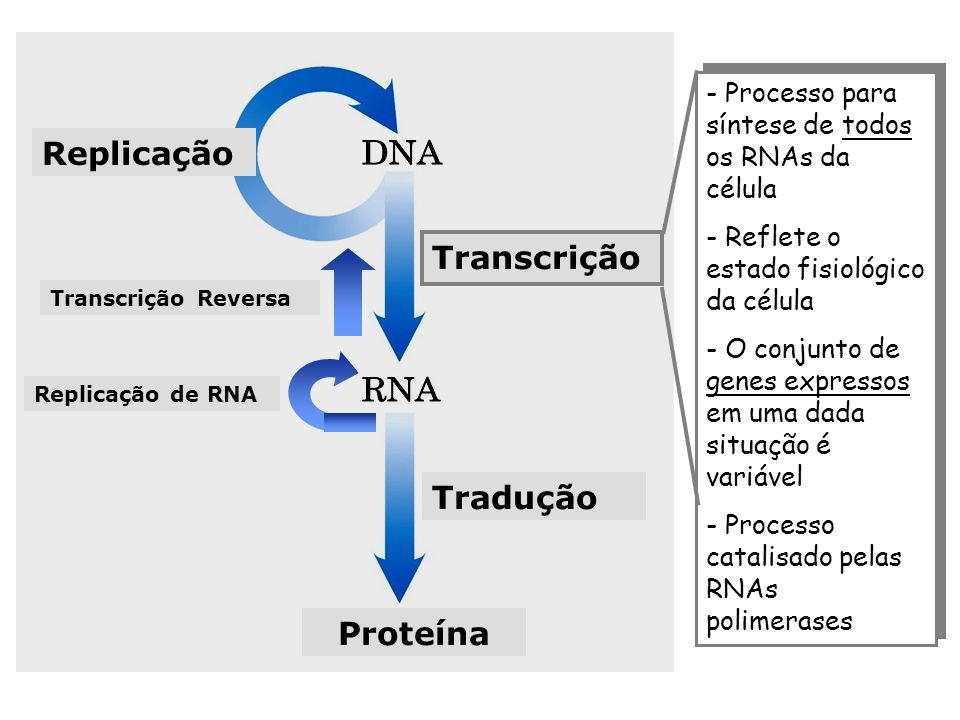 PPT - Estrutura do DNA Transcrição e Tradução PowerPoint Presentation -  ID:4104310