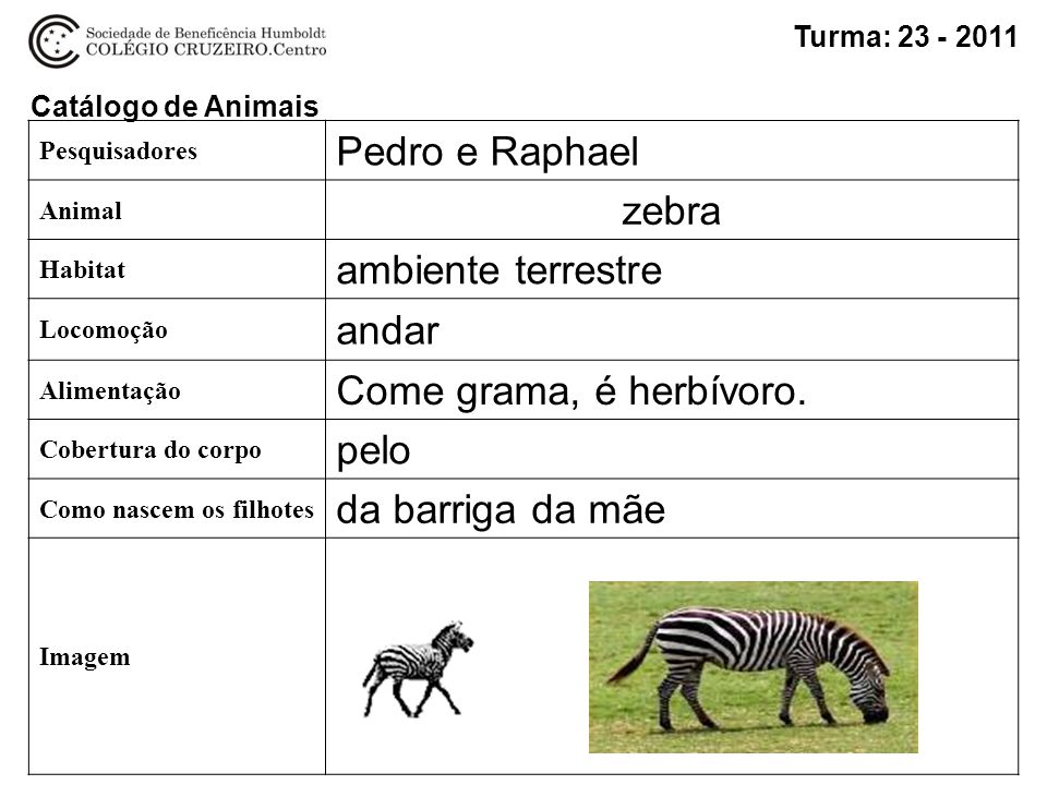 Pedro e Raphael zebra ambiente terrestre andar