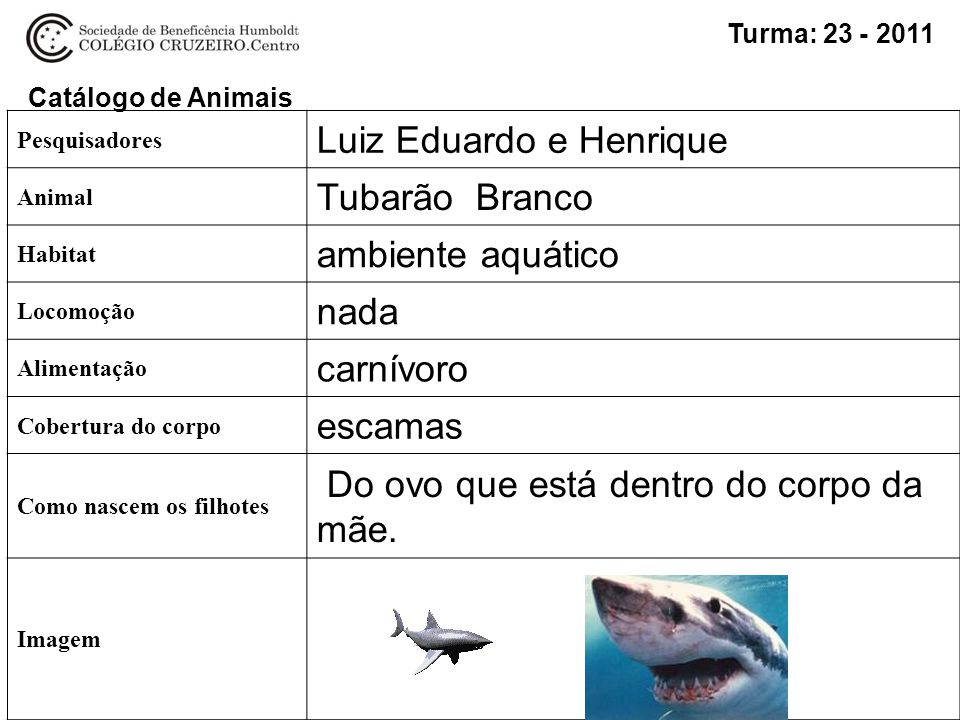 Luiz Eduardo e Henrique Tubarão Branco ambiente aquático nada