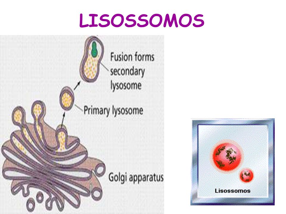 LISOSSOMOS
