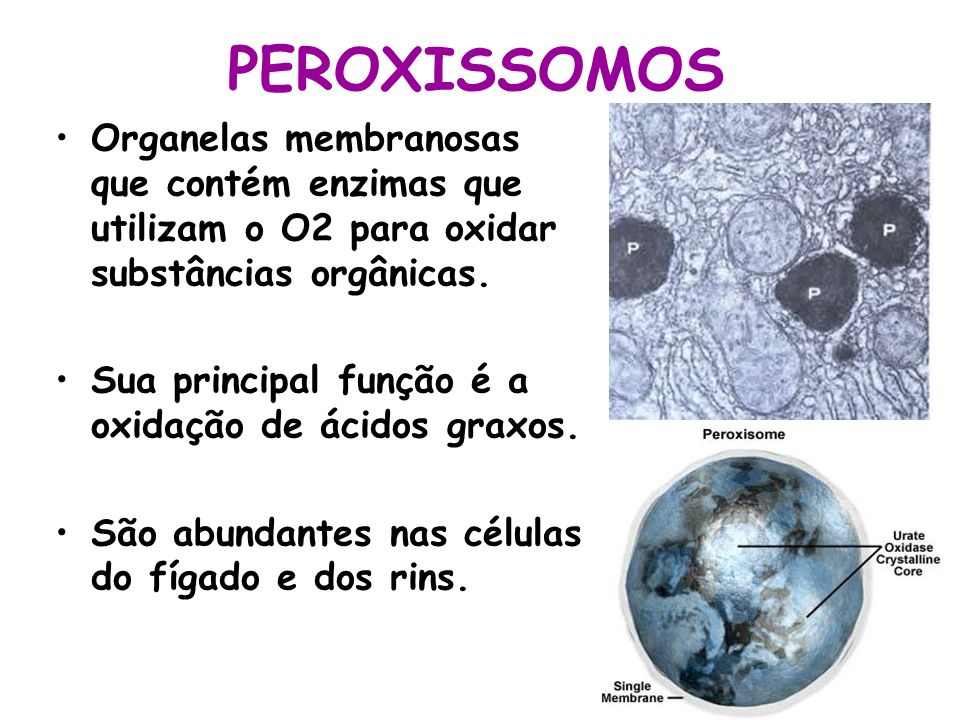 PEROXISSOMOS Organelas membranosas que contém enzimas que utilizam o O2 para oxidar substâncias orgânicas.