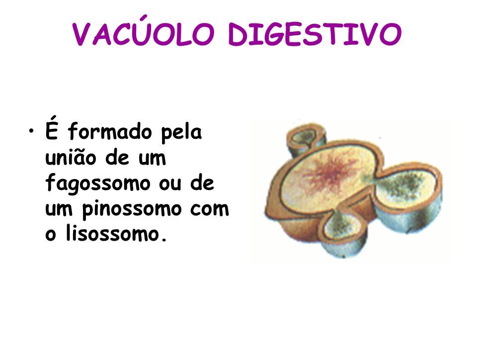 VACÚOLO DIGESTIVO É formado pela união de um fagossomo ou de um pinossomo com o lisossomo.