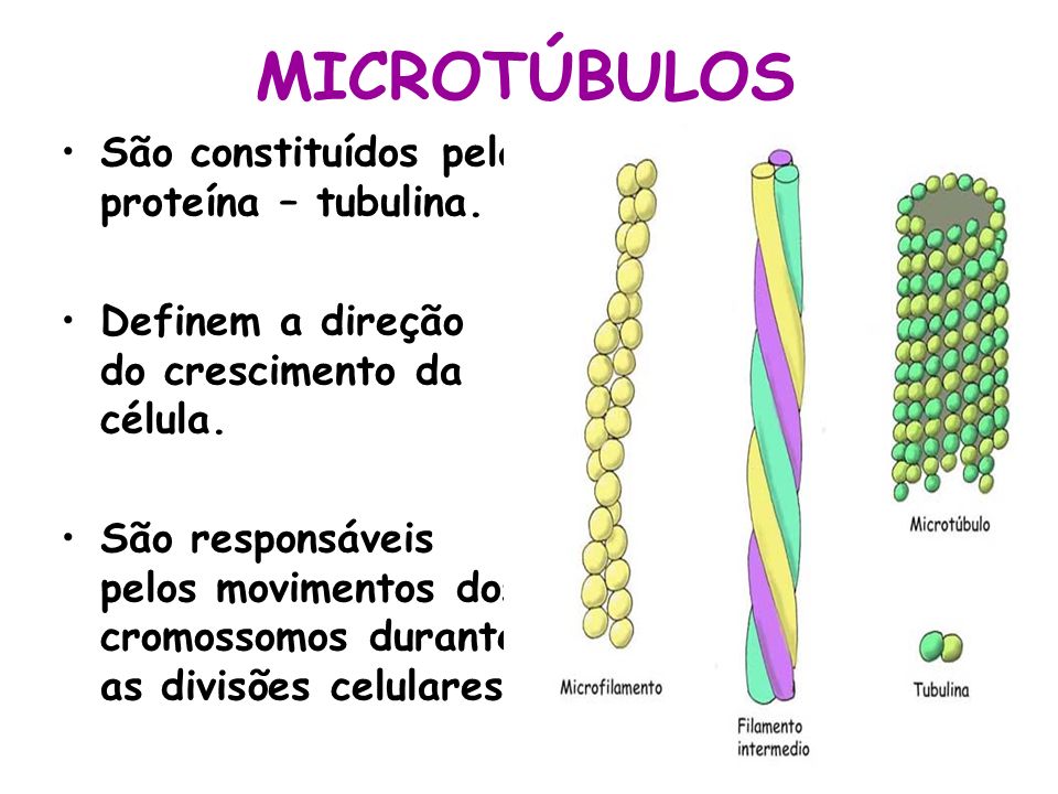 MICROTÚBULOS São constituídos pela proteína – tubulina.