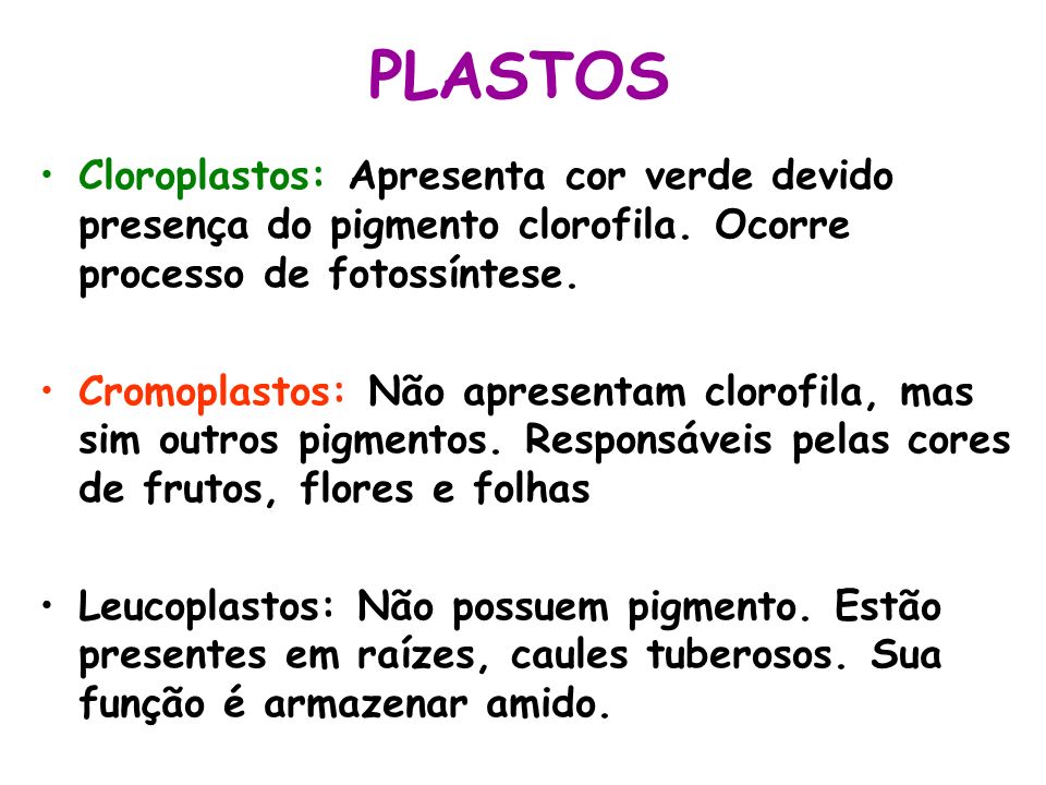 PLASTOS Cloroplastos: Apresenta cor verde devido presença do pigmento clorofila. Ocorre processo de fotossíntese.