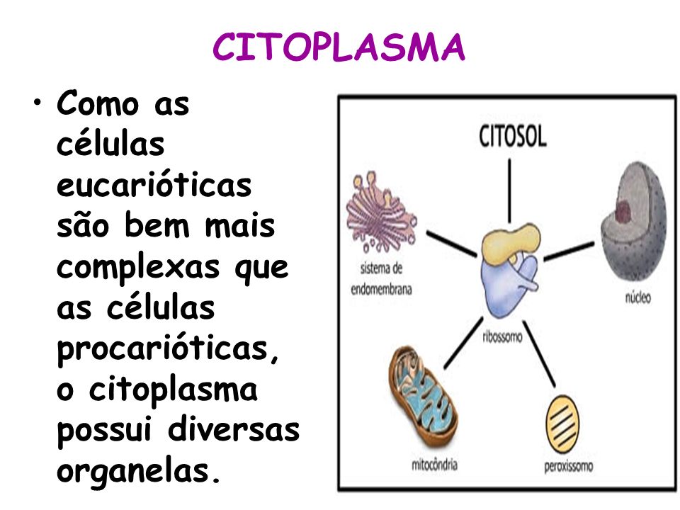 CITOPLASMA Como as células eucarióticas são bem mais complexas que as células procarióticas, o citoplasma possui diversas organelas.