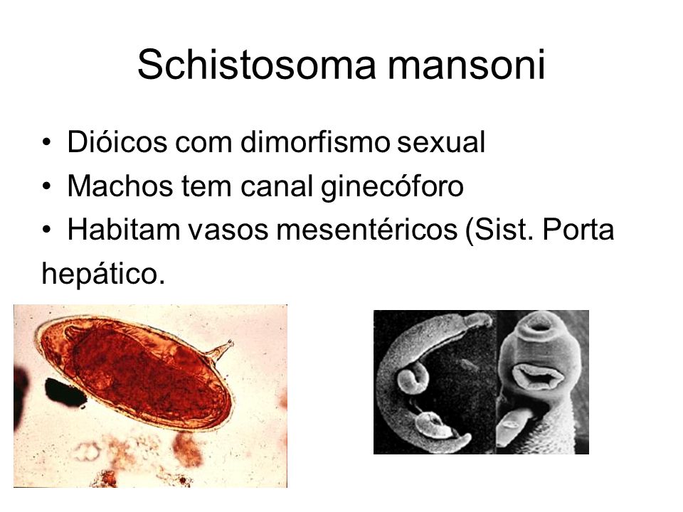 Schistosoma mansoni Dióicos com dimorfismo sexual