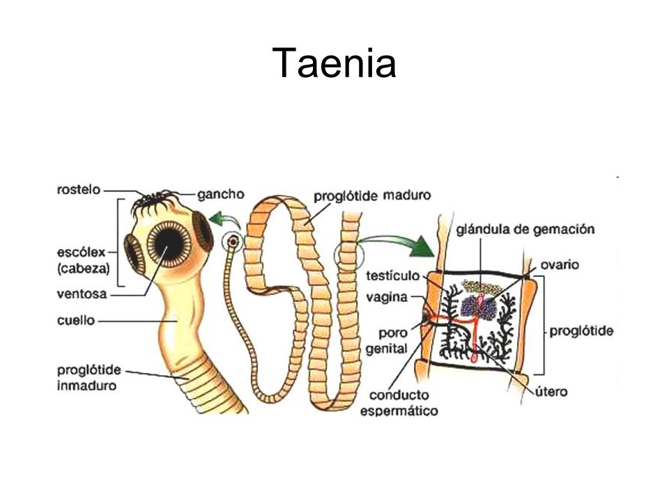 Taenia