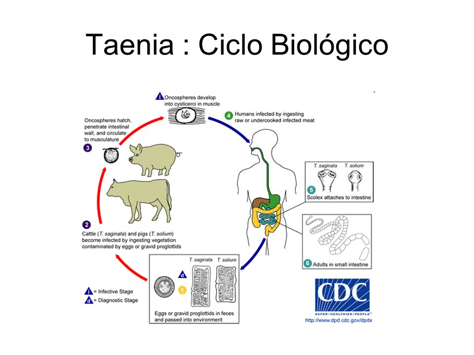Taenia : Ciclo Biológico