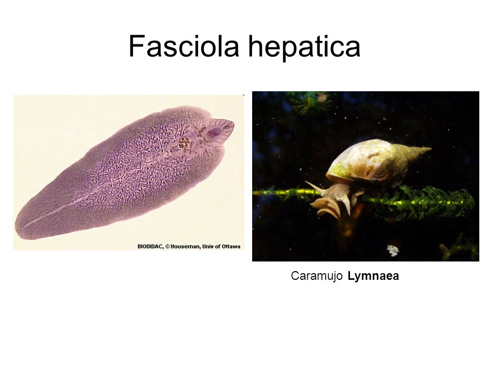 Fasciola hepatica Caramujo Lymnaea