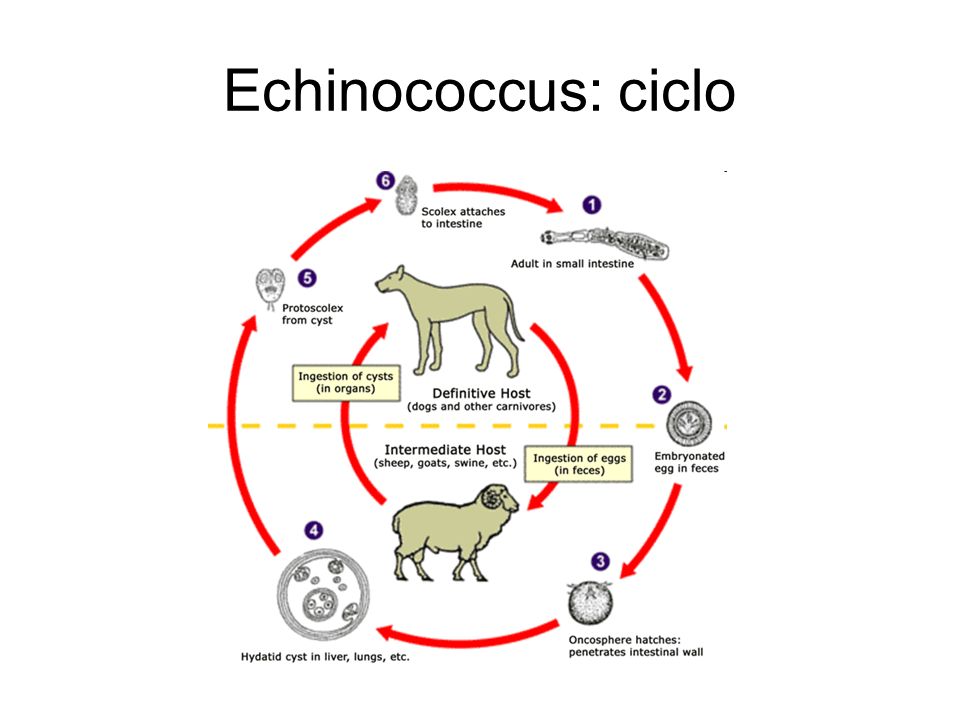 Echinococcus: ciclo