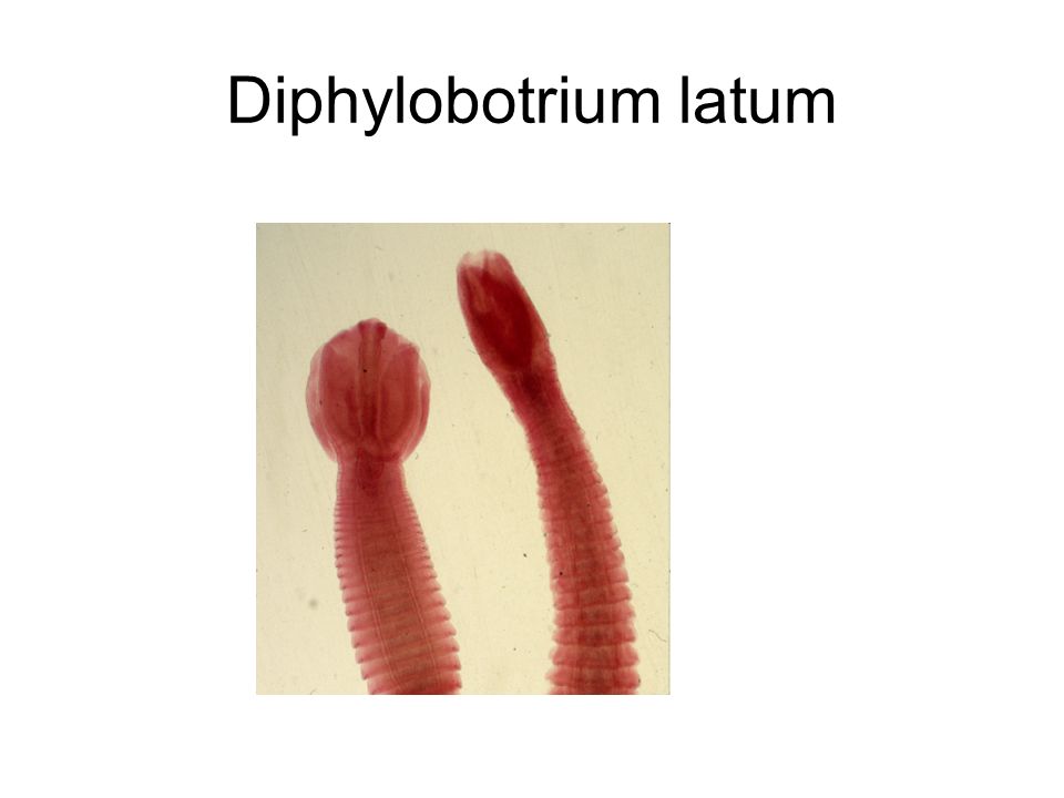 Diphylobotrium latum