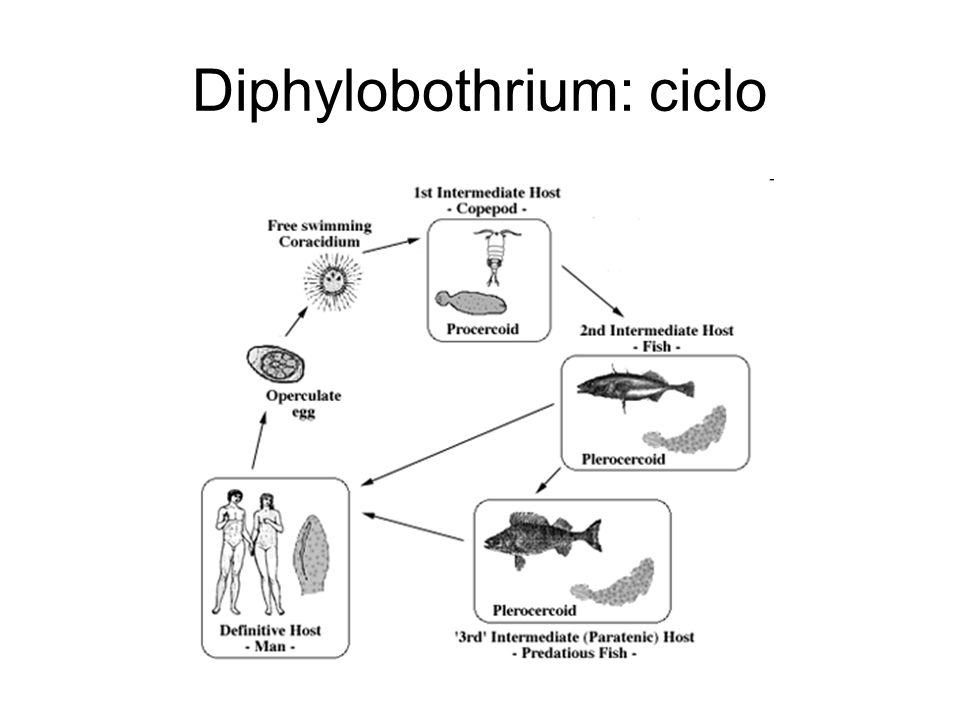 Diphylobothrium: ciclo