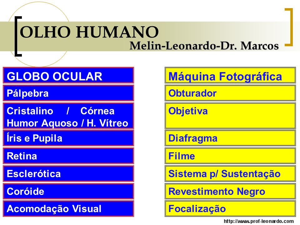 OLHO HUMANO Melin-Leonardo-Dr. Marcos GLOBO OCULAR Máquina Fotográfica