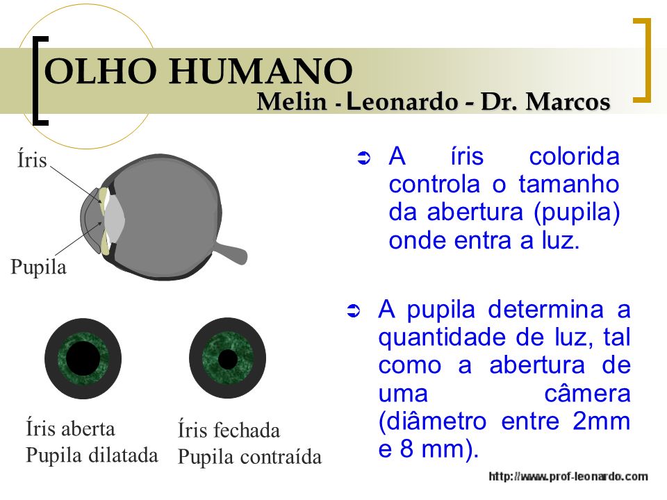 OLHO HUMANO Melin - Leonardo - Dr. Marcos