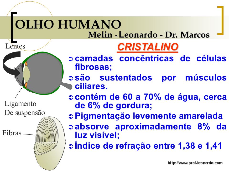 OLHO HUMANO CRISTALINO Melin - Leonardo - Dr. Marcos